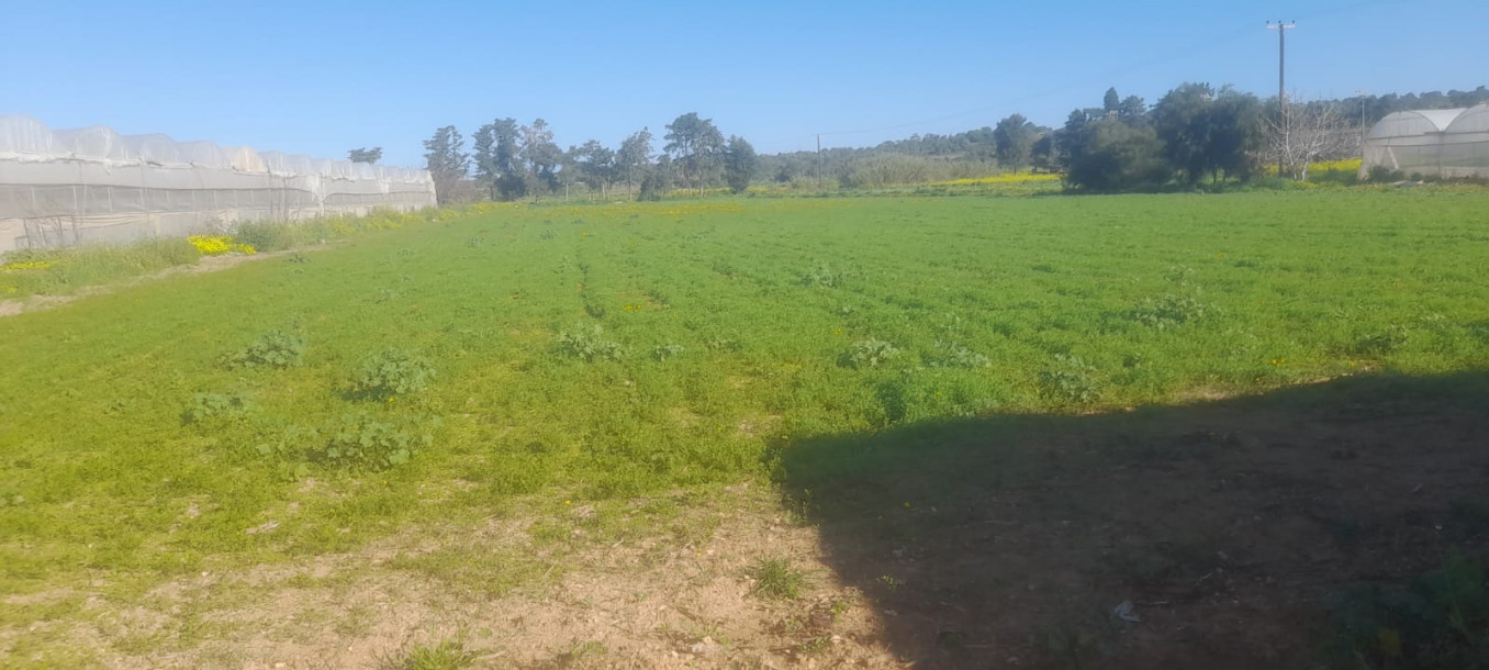 🏡 GELİNCİK KÖYÜ’NDE SATILIK İMARLI ARSA – 7.900 m²-5