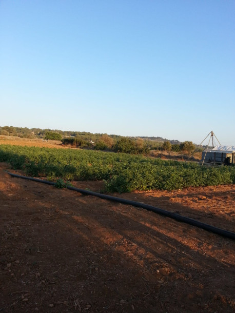 GİRNE/TEPEBAŞI'NDA SATILIK TARLA-3