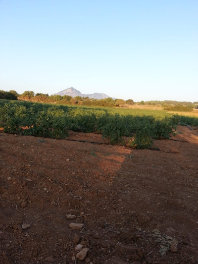 GİRNE/TEPEBAŞI'NDA KİRALIK SU KUYULU TARLA-3