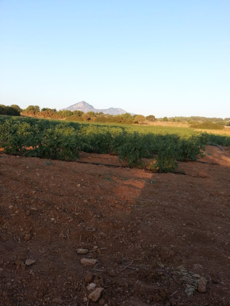 GİRNE/TEPEBAŞI'NDA KİRALIK SU KUYULU TARLA-3